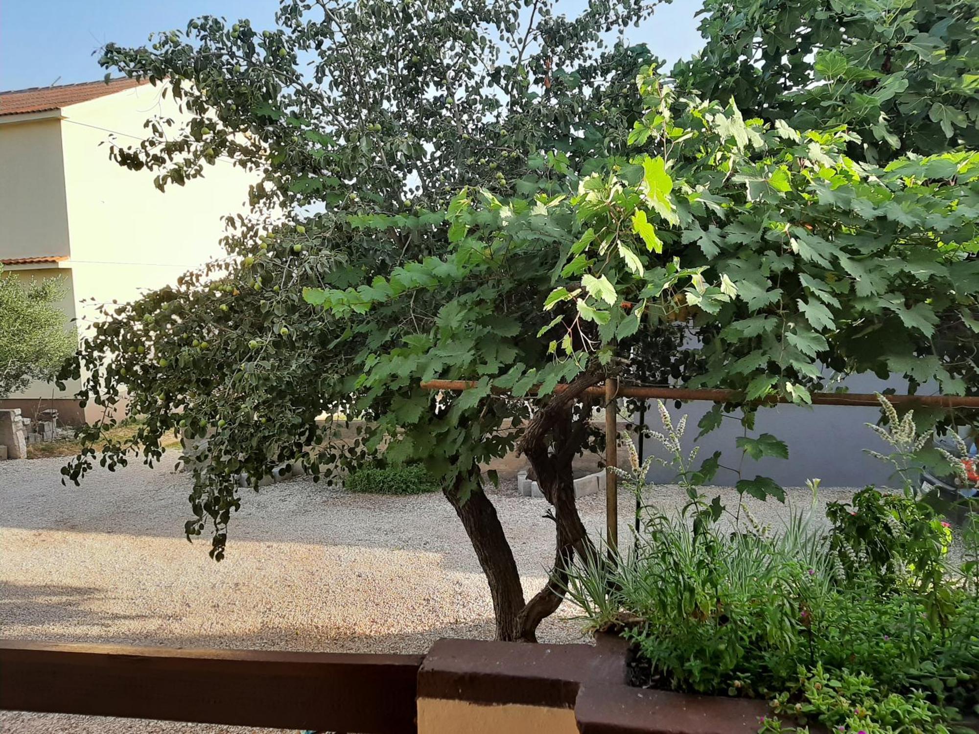 Apartmani Marija Povljana Phòng bức ảnh